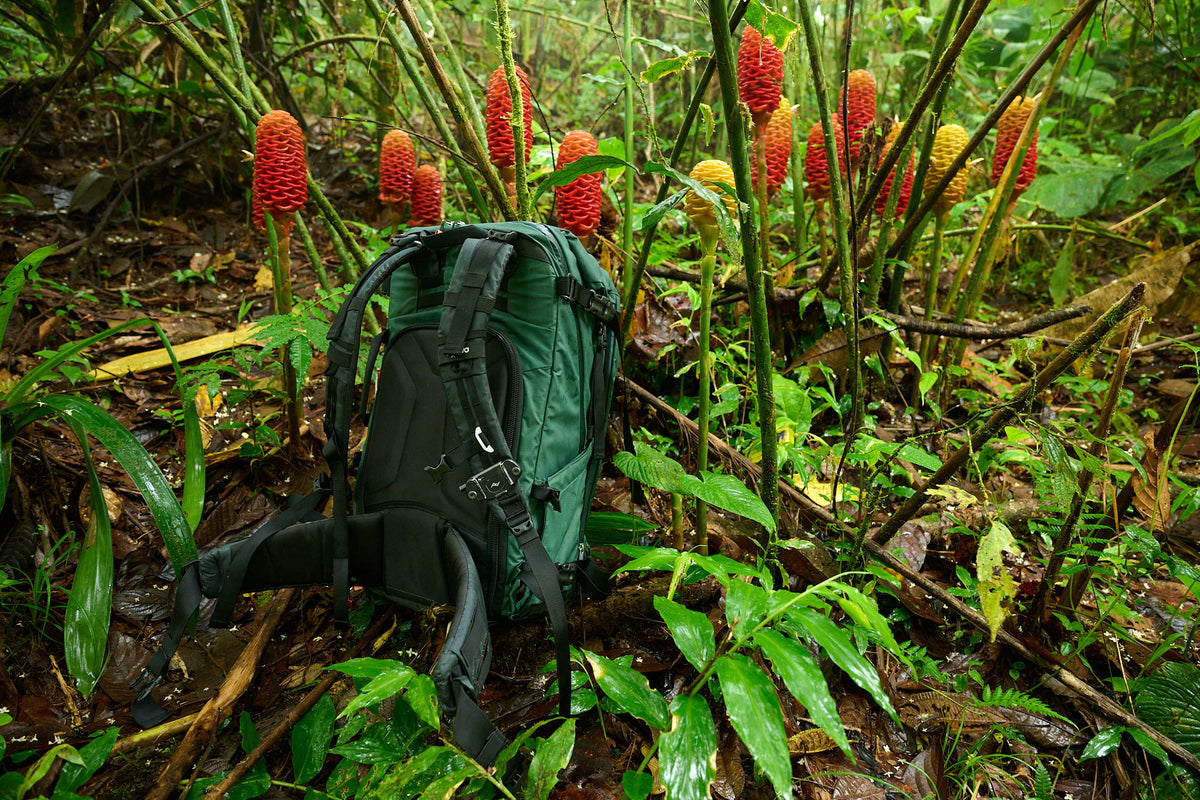 Chasing new species